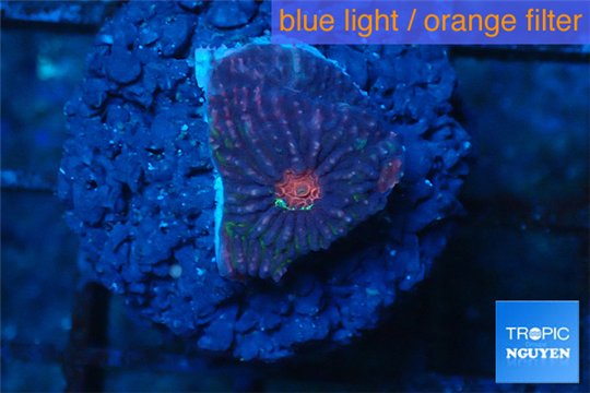Favia red purple 1-2 cm WYSIWYG acclimaté
