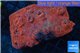 Echinophyllia red blue 8-11 cm WYSIWYG acclimaté