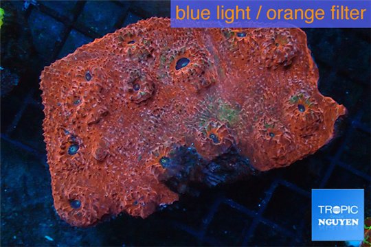 Echinophyllia red blue 8-11 cm WYSIWYG acclimaté