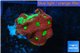 Favia nuclear red green 1-3 cm WYSIWYG acclimaté