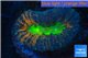 Lobophyllia rainbow 2-4 cm WYSIWYG acclimaté