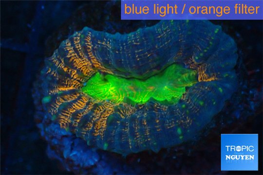 Lobophyllia rainbow 2-4 cm WYSIWYG acclimaté