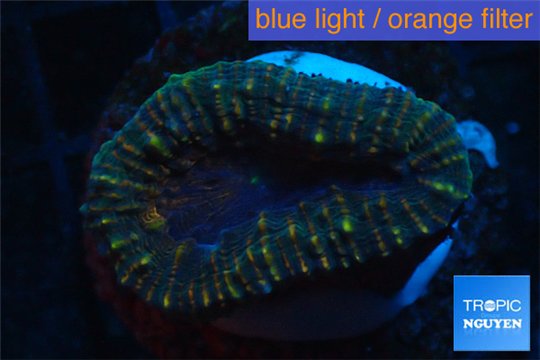 Lobophyllia bicolor 2-4 cm WYSIWYG acclimaté