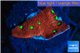 Favia red green spot 2 cm WYSIWYG acclimaté