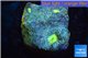 Echinophyllia pink gold 2-4 cm WYSIWYG acclimaté
