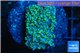 Goniopora green small polyps 2-4 cm WYSIWYG acclimaté