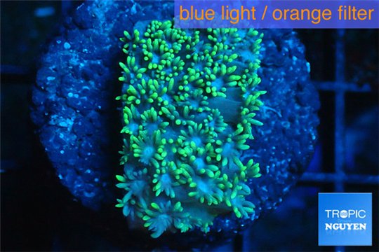 Goniopora green small polyps 2-4 cm WYSIWYG acclimaté