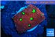 Favia red green spot 2 cm WYSIWYG acclimaté