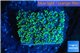 Goniopora green small polyps 2-4 cm WYSIWYG acclimaté