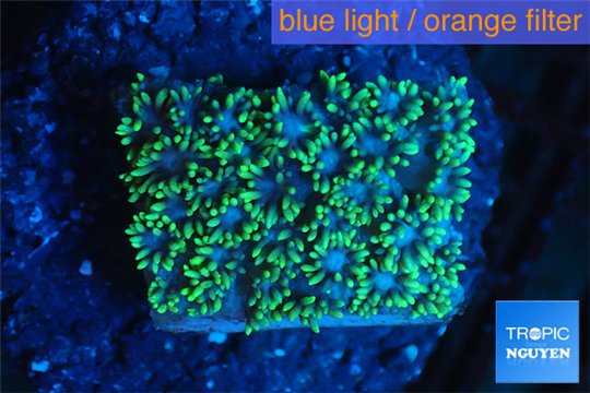 Goniopora green small polyps 2-4 cm WYSIWYG acclimaté