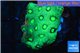 Favia neon green Australia 2-4 cm WYSIWYG acclimaté