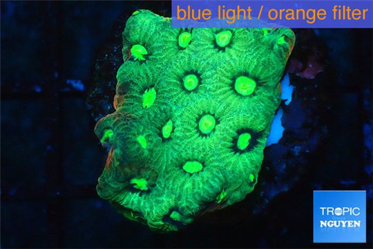 Favia neon green Australia 2-4 cm WYSIWYG acclimaté