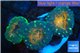 Lobophyllia orange green 3-6 cm WYSIWYG acclimaté