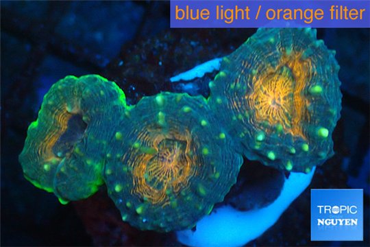 Lobophyllia orange green 3-6 cm WYSIWYG acclimaté
