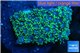 Goniopora green small polyps 2-4 cm WYSIWYG acclimaté