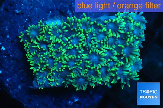 Goniopora green small polyps 2-4 cm WYSIWYG acclimaté