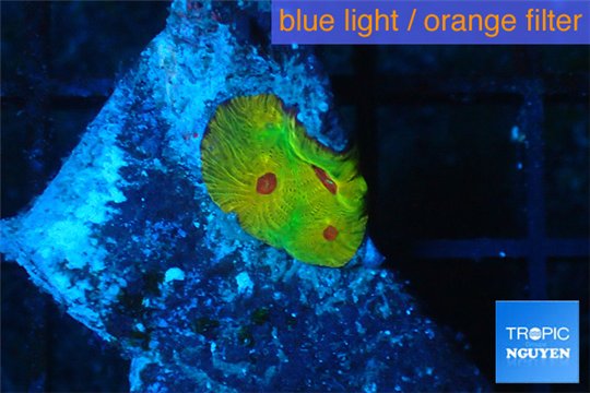 Favia vulcans 1 cm WYSIWYG acclimaté