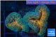 Lobophyllia orange green 4-6 cm WYSIWYG acclimaté