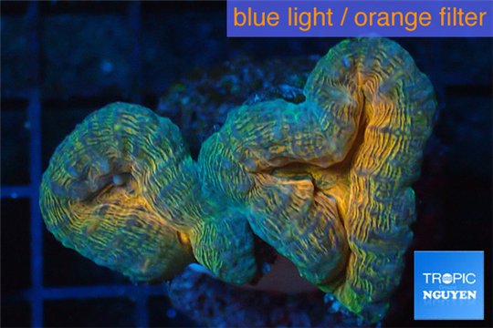 Lobophyllia orange green 4-6 cm WYSIWYG acclimaté