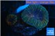 Lobophyllia bicolor 2-4 cm WYSIWYG acclimaté