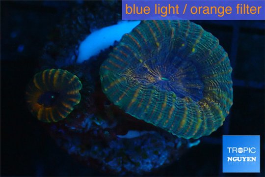 Lobophyllia bicolor 2-4 cm WYSIWYG acclimaté