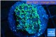 Goniopora green small polyps 2-4 cm WYSIWYG acclimaté