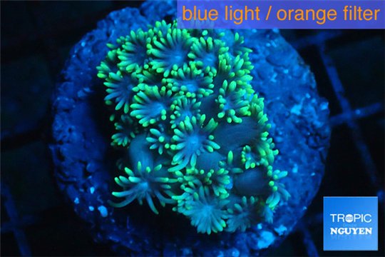 Goniopora green small polyps 2-4 cm WYSIWYG acclimaté