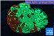 Favia neon green Australia 3-4 cm WYSIWYG acclimaté