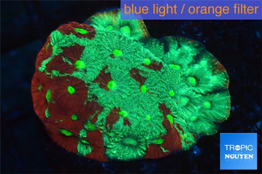 Favia neon green Australia 3-4 cm WYSIWYG acclimaté