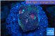 Favia red purple 1-2 cm WYSIWYG acclimaté