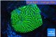 Echinophyllia green maze 3-5 cm WYSIWYG acclimaté