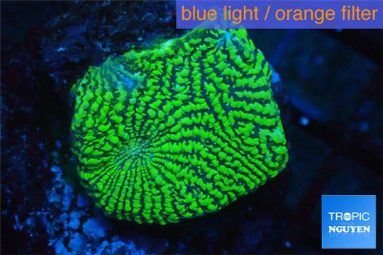 Echinophyllia green maze 3-5 cm WYSIWYG acclimaté