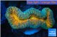 Lobophyllia orange green 4-5 cm WYSIWYG acclimaté