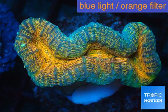 Lobophyllia orange green 4-5 cm WYSIWYG acclimaté