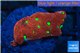 Favia red green spot 2 cm WYSIWYG acclimaté