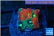 Favia nuclear red green 1-2 cm WYSIWYG acclimaté