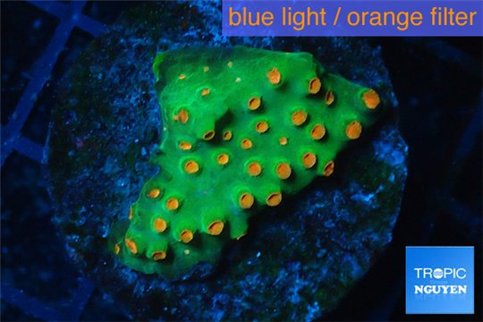 Leptastrea green & orange 2-3 cm WYSIWYG acclimaté