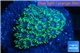 Goniopora green small polyps 2-4 cm WYSIWYG acclimaté