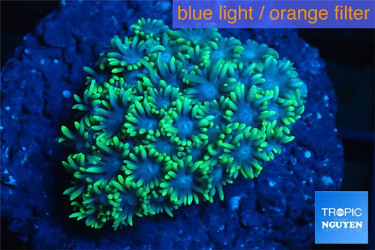 Goniopora green small polyps 2-4 cm WYSIWYG acclimaté