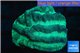 Platygyra green maze 3-4 cm WYSIWYG acclimaté