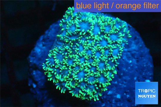 Goniopora green small polyps 2-4 cm WYSIWYG acclimaté