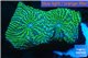 Echinophyllia green maze 3-5 cm WYSIWYG acclimaté