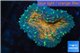 Lobophyllia orange green 3-4 cm WYSIWYG acclimaté