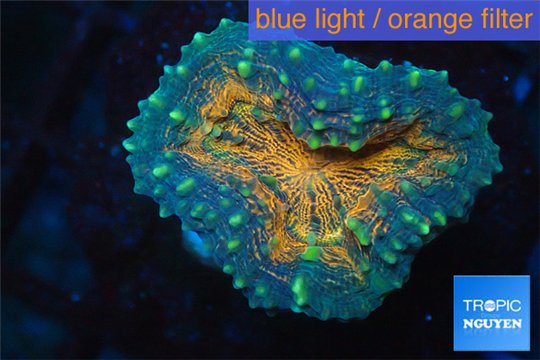 Lobophyllia orange green 3-4 cm WYSIWYG acclimaté
