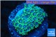 Goniopora green small polyps 2-4 cm WYSIWYG acclimaté