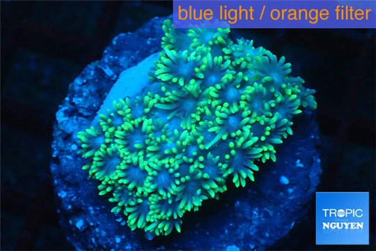 Goniopora green small polyps 2-4 cm WYSIWYG acclimaté