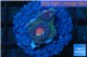 Favia red purple 1-2 cm WYSIWYG acclimaté