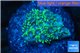 Goniopora green small polyps 2-4 cm WYSIWYG acclimaté