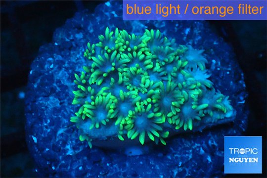 Goniopora green small polyps 2-4 cm WYSIWYG acclimaté