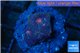 Favia red purple 1-2 cm WYSIWYG acclimaté